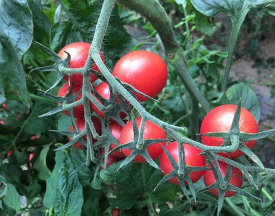 红宝石Red Jewel​