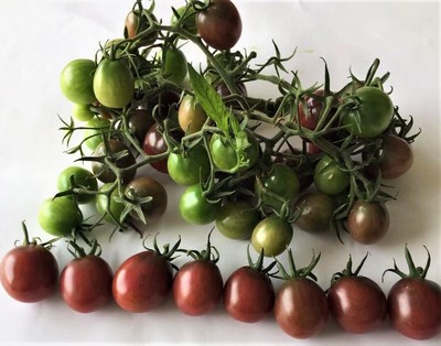 紫贝二号Purple Grape No 2