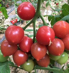 3樱桃番茄-金品圣桃.JPG