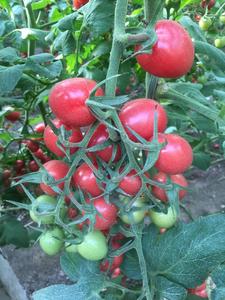 11红粉66号---粉红短椭圆果樱桃番茄---无限生长类型，千禧果，单果18-20克，高糖，平均9-