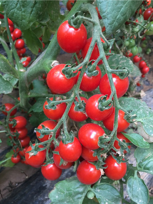 亚蔬王子Asian King