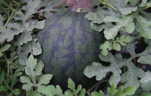 美佳一号Pretty ****.JPG