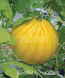 金帅一号Petite Crown.jpg