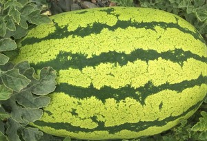 特选金城五号 Gold City No.5.jpg