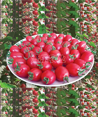 龙禧二号Pearl No.2