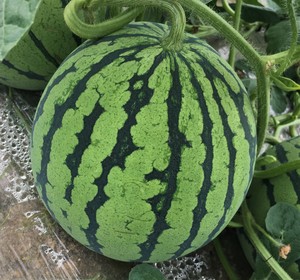 美麒麟 beauty Kylin.jpg