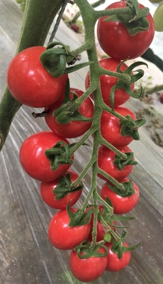 粉贝一号Pink Honey ****