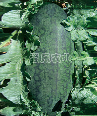 黑大帅Black General