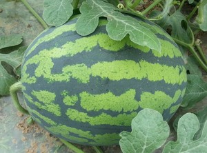 甜王五号 Sweet king No.5.jpg