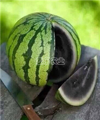 黑美人1号Black Beauty ****